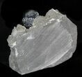 Bargain Enrolled Eldredgeops (Phacops) Trilobite - New York #32450-2
